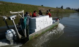 Des pêcheurs et des techniciens transportent des civelles sur la Loire à Saint-Martin-de-la-Place, le 14 février 2025 en Maine-et-Loire