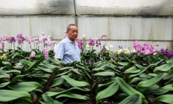 Lee Tsang-yu, un horticulteur taiwanais, inspecte ses orchidées le 5 août 2025 à Houbi, dans le sud-ouest de Taïwan