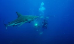 Gary Snodgrass agite un leurre près d'un requin, à Umkoaas, près de Durban, en Afrique du Sud, le 10 décembre 2020