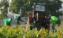 Vendanges dans un vignoble Ă La Haie-FouassiĂšre prĂšs de Nantes, en septembre 2014