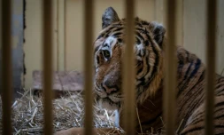 Un tigre mâle saisi à la frontière polono-bélarusse dans son enclos temporaire au zoo de Poznan en Pologne le 6 novembre 2019