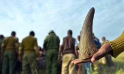 En 1960, quelque 100.000 rhinocéros noirs vivaient en Afrique. En 2016, ils n'étaient que 28.000 rhinocéros toutes espÚces confondues en Afrique et en Asie, selon un rapport de l'ONU