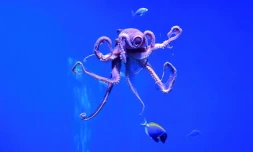 Pieuvre à l'aquarium de Long Beach, en Californie, le 27 mai 2021