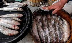 Préparation du "fessikh", un plat traditionnel de poissons salés et fermentés, le 11 avril 2023 à Nabarouh, dans le delta du Nil, en Egypte