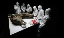 Des scientifiques procèdent à une nécropsie sur Iana, un mammouth femelle de 130 000 ans, à Iakoutsk, le 27 mars 2025 dans l'Extrême-Orient russe