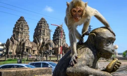 Un macaquesur une statue de singe devant le temple bouddhiste Prang Sam Yod de Lopburi, le 20 juin 2020 en ThaĂŻlande