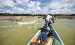 Près de la commune d'Apatou en Guyane, le 6 novembre 2024, les pirogues circulent très difficilement en raison de la baisse du fleuve Maroni provoquée par la sécheresse