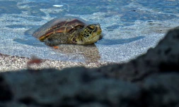 Une tortue de mer aux îles Galapagos, le 14 avril 2021