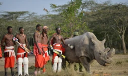 Des guerriers masaï posent dans la réserve kenyane d'Ol Peteja le 18 juin 2017 avec Sudan, le dernier rhinocéros blanc du Nord mâle, qui vient de mourir au Kenya 