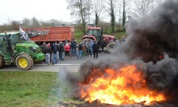 Des agriculteurs manifestent le 21 janvier 2016, près de Plestan (Côtes-d'Armor) pour protester contre la baisse des prix de la viande
