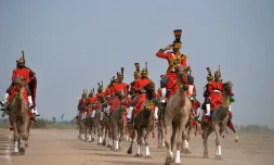 Les musiciens de l'armée pakistanaise jouent de la cornemuse à dos de dromadaires, le 13 novembre 2015 à Moj Garh, à 100 km à l'est de la ville de Bahawalpur, dans la province du Pendjab