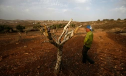Le Palestinien Mahmoud Abou Shinar à cÎté d'un des oliviers détruits dans son champ à Turmus Aya, au nord de Ramallah, le 22 octobre 2018