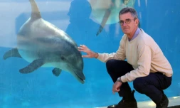 Jon Kershaw, directeur zoologique britannique du Marineland d'Antibes, devant deux dauphins, le 13 décembre 2017