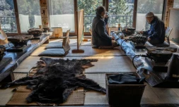 Des clients déjeunent près d'une fourrure d'ours dans un restaurant qui sert de la viande de plantigrade, le 12 décembre 2025 à Chichibu, dans la préfecture de Saitama, au Japon