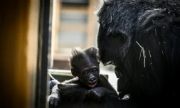 La femelle gorille Gypsy et son bébé, photographiés le 20 février 2019 au zoo de Saint-Martin-la-Plaine