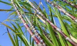 La canne à sucre occupe 55% des surfaces agricoles de la Réunion - photo Yann Guichaoua