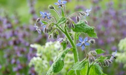 Le goût "un peu concombre" de la fleur de bourrache (sur la photo), la saveur poivrée de la capucine: un marché de niche se développe autour de la fleur comestible.