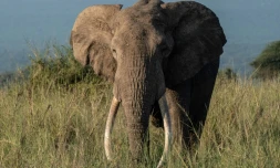 Tolstoï,le quinquagénaire du parc d'Amboseli, le 3 mars 2021