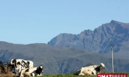 Troupeau de vaches sur la Plaine des Cafres