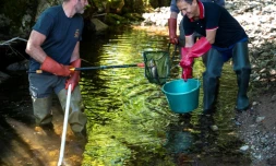 Un homme dépose une truite dans un seau pendant une pêche électrique destinée à sauver les poissons de la rivière "La Savoureuse", victimes de la sécheresse, le 5 août 2020 à Lepuix, dans le Territoire de Belfort