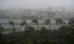 Des palmiers secoués par les vents et les pluies de l'ouragan Irma à Miami (Floride), le 10 septembre 2017 