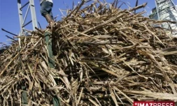 Récolte de la canne à sucre dans une usine sucrière
