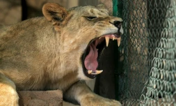 Une lionne africaine rugit dans un enclos du centre de sauvetage des animaux du Soudan à Al-Baguir, au sud de la capitale Khartoum, le 28 février 2022