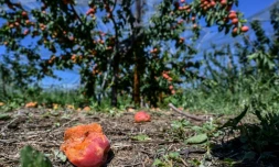 A la Roche-de-Glun, près de Romans en Isère des abricotiers touchés par la grêle, photo du 16 juin .