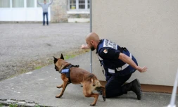 Un gendarme et son chien lors d'un exercice au Centre national d'instruction cynophile de la gendarmerie, Ă Gramat le 12 mai 2016