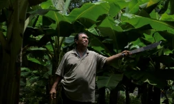 L'ancien travailleur agricole Luis Gomez, dans une plantation de bananiers, le 10 mai 2022 à Chinandega, au Nicaragua