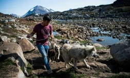 Michael Kunak, 25 ans, marche avec ses chiens au Groeland, le 16 août 2019
