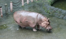 Photo non datée de l'association PETA (Pour une éthique dans le traitement des animaux), reçue le 10 juillet 2017 de Bertha, la doyenne des hippopotames dans son enclos du zoo de Manille, Philippines