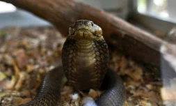 Un cobra cracheur le 14 février 2019 au centre Bio-Ken, à Watamu sur la côte kényane