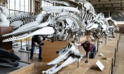 Des techniciens protègent un squelette avant un déménagement de spécimens et des travaux au sein de la Galerie de Paléontologie et d'Anatomie comparée du Muséum national d'Histoire naturelle, le 3 février 2026 à Paris 
