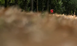 Le 13 juillet 2026, en pleine vague de chaleur, un joggeur passe devant de la végétation desséchée dans le Bois de Vincennes, à l'est de Paris