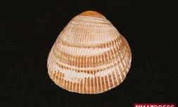 Coquillage de La Réunion