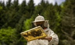Bayram Demirciler s’occupe de ses ruches à Camlihemsin, dans la province turque de Rize, le 8 mai 2024