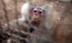 Le singe du zoo improvisé d'Alep est un Babouin hamadryas âgé de 22 ans, à Alep le 14 septembre 2016
