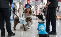 Une voyageuse caresse Alita et Kuki, des chiens de thérapie pour réconforter les passagers stressés avant leur embarquement à l'aéroport d'Istanbul, le 3 mai 2024 en Turquie