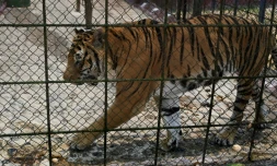 Isaac, un tigre du Bengale, dans une cage du zoo Joya Grande, le 7 mai 2024 Ă Santa Cruz de Yojoa, au Honduras