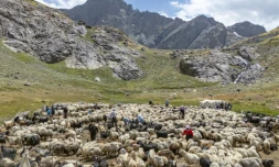 Des bergers kurdes s'occupent d'un troupeau de moutons dans les montagnes de la province de Hakkari, dans le sud-est de la Turquie, le 12 juillet 2025