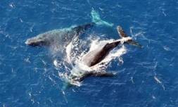 Baleines au large de Saint-Leu côte ouest de la Réunion (Photo Leprince/Imaz Pres Réunion)