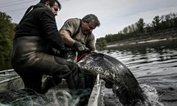 Des pêcheurs français sortent un silure des eaux de la Dordogne près de Mauzac-et-Grand-Castang, le 20 avril 2021