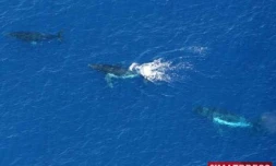 Mercredi 20 Août 2008

Baleines au large de la Réunion
