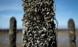Un pieu Ă moules dont une partie des moules a disparu, au sein de l'exploitation Maine pĂšre & fils, au large de Bricqueville-sur-Mer, dans la Manche, le 13 septembre 2026