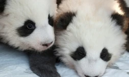 Deux bébés pandas "Meng Yuan" et "Meng Xiang" sont présentés aux médias le 9 décembre 2019 au zoo de Berlin