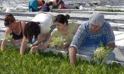 Production de muguet à Basse-Goulaine, près de Nantes, le 23 avril 2007