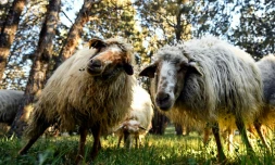 Des moutons broutent dans le parc Casa de Campo, le 26 mars 2019 à Madrid, en Espagne