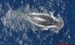 Mercredi 20 Août 2008

Baleines au large de la Réunion
