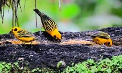 Oiseaux de l'espèce Tangara arthus, à Mindo, Equateur, le 16 août 2024 
